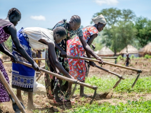 South Sudanese women till the earth for planting at a refugee settlement in Adjumani district