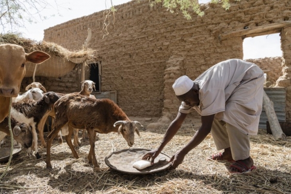 Pastoralist in the Sahel feeds his flock. 
