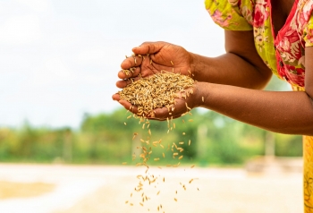 Donna con una manciata di grano