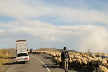 Pastori in Nagorno-Karabakh con il loro gregge