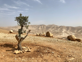 Albero nella sabbia - Cisgiordania