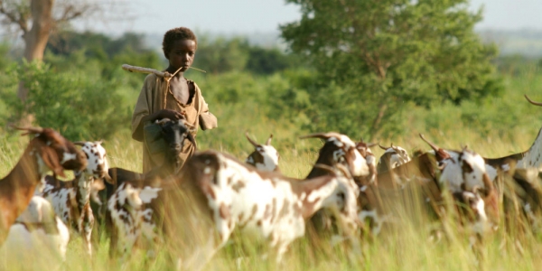 A Fulani man herds cattle in Cameroon