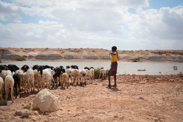 Young Somali kid watering the livestock