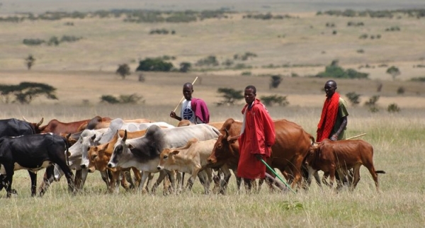  Pastori nigeriani Fulani pascolano il loro bestiame 