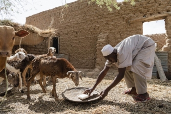 Pastore del Sahel mentre nutre il suo gregge