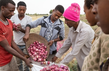 Giovani ragazzi etiopi che raccolgono delle provviste